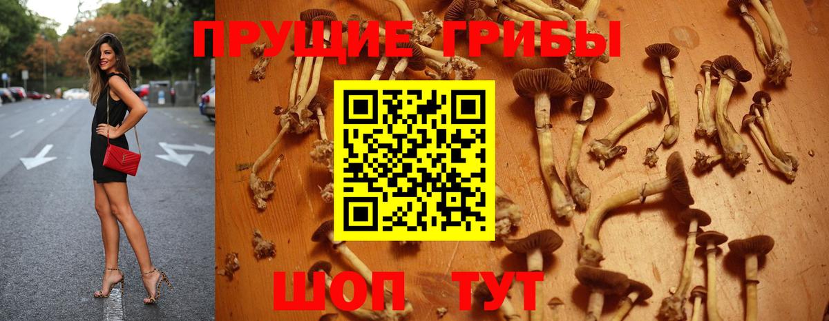 Псилоцибиновые грибы Psilocybine cubensis Саратов