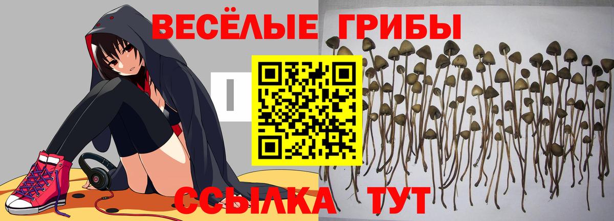 Саратов  Псилоцибиновые грибы Magic Shrooms  где продают   Вход с VPN  Галлюциногенные грибы мицелий 